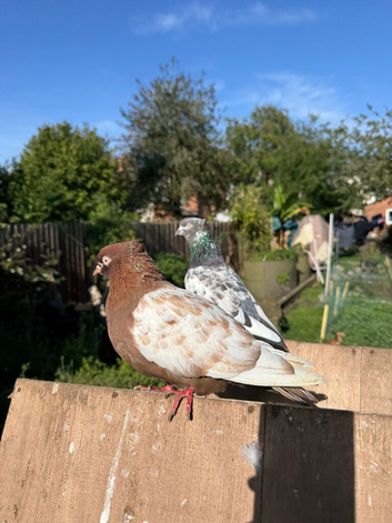 Iranian pigeon pair