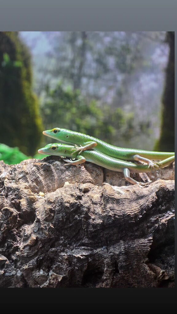 Emerald tree skink cb26