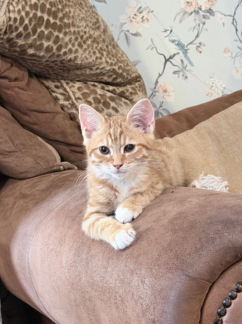 Gorgeous ginger and white boy kitten