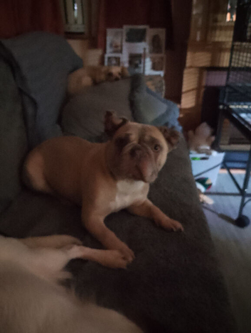 4 yr old KC french bulldog