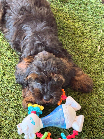 Cockapoodle