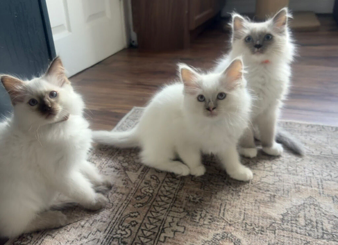 White Ragdoll Kittens with Beautiful Blue Eyes Microchipped & Vet Checked