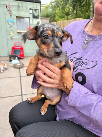 Jack russles needing new homes!