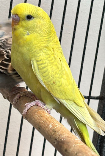 2x male budgies