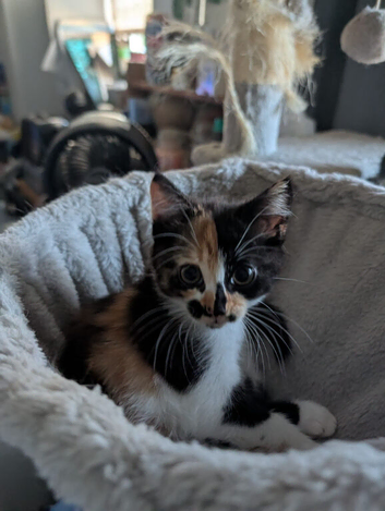 Beautiful female kitten