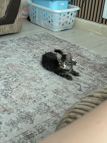 1 male kitten left