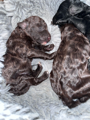5 Star Miniature Poodle Puppies have arrived