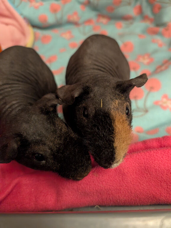 Skinny pigs