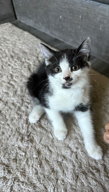 Adorable Black & White Tuxedo Kitten Looking for a Forever Home!
