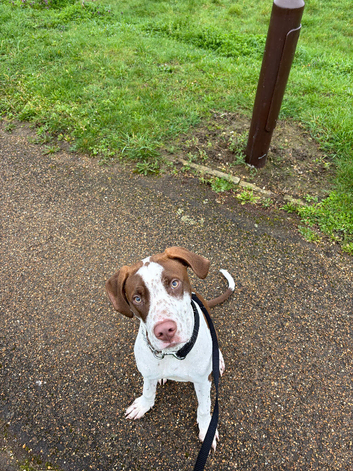 Rocco 9mo