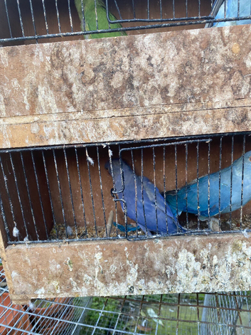 Indian ringnecks