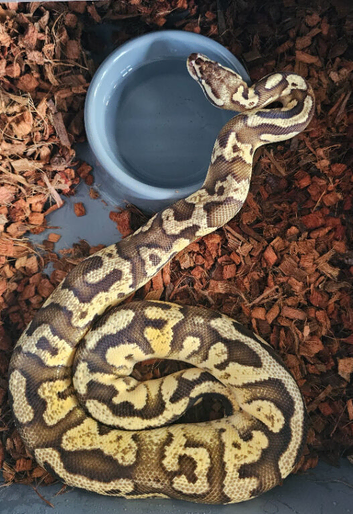 Firefly yellowbelly