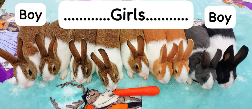Baby Dutch Rabbits