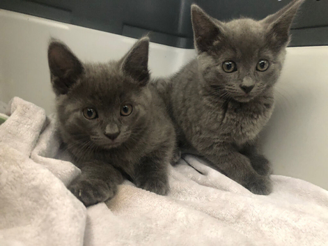Gorgeous litter of Russian blue kittens ready now for loving homes