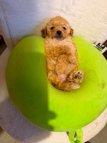 Cavapoo puppies