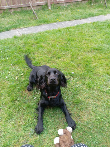 Cocker spaniel pup looking for new home