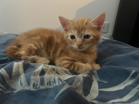 2 beautiful kittens looking for a new home