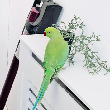 Stunning young Indian Ringnack parrot