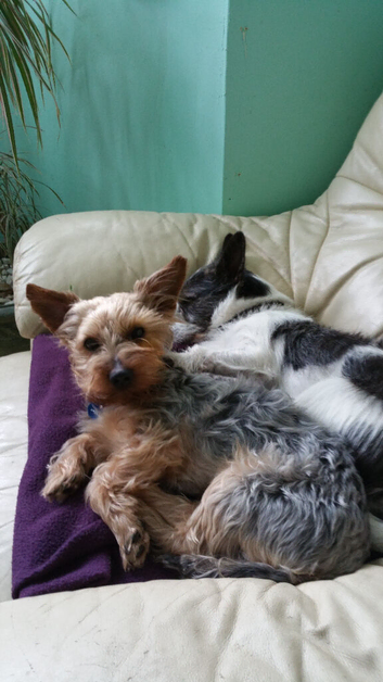 Looking to adopt