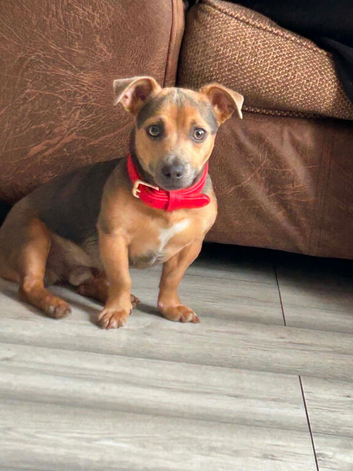 Blue jack russell