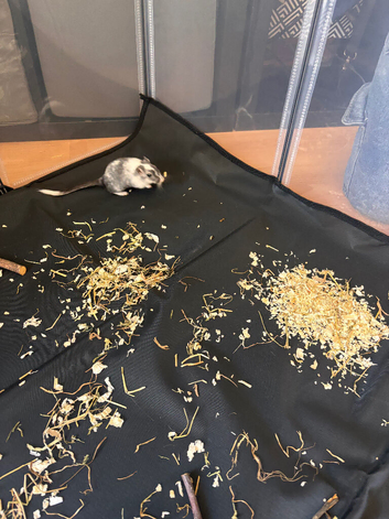 One female gerbil