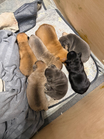 French bulldog puppies for sale