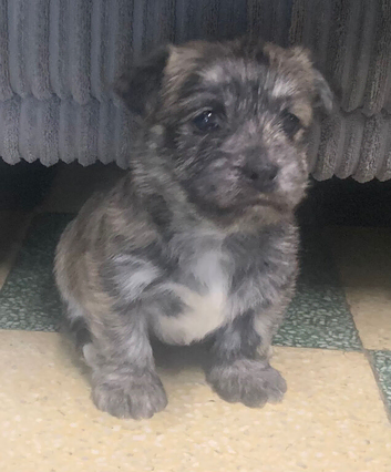 West highland X  Jack Russel