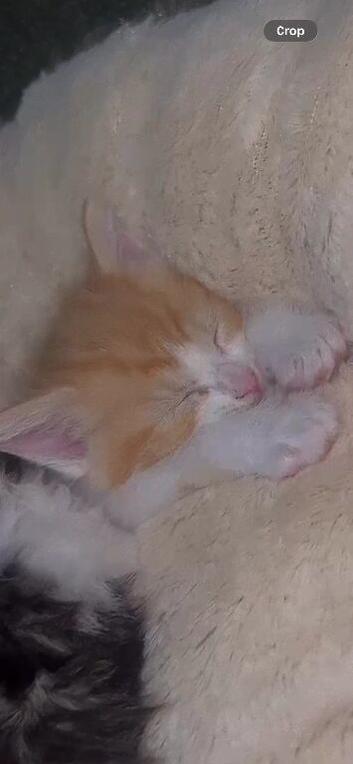 Ginger and white kitten