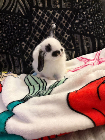 ready 24/9/26 4xmini lion lops bunnies available