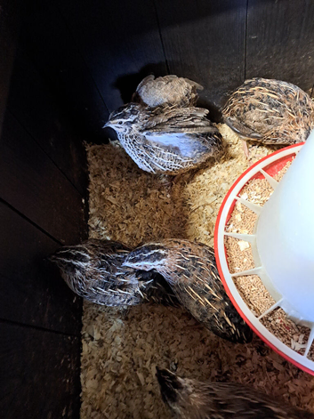 Japanese Jumbo courtnix males
