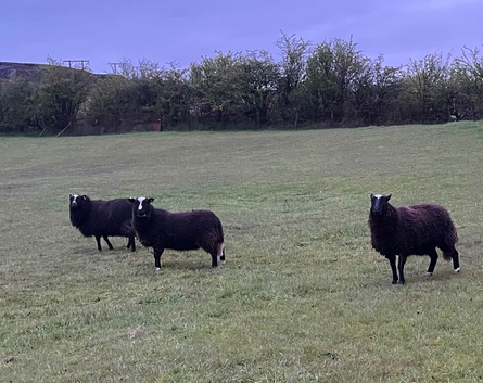 3 x unregistered Balwen ewes