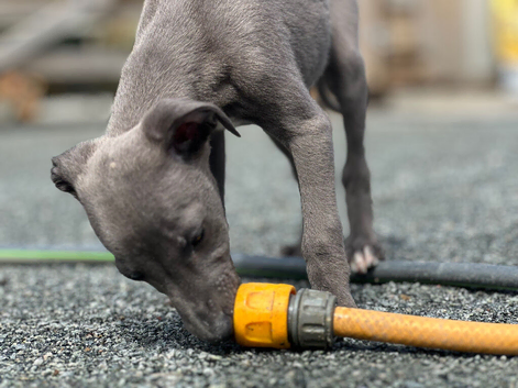 Whippet pups