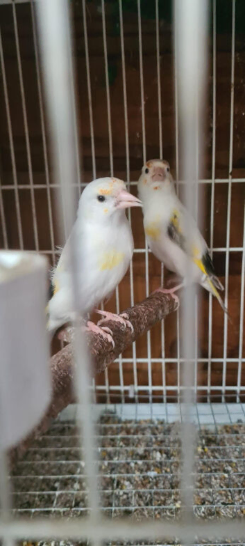 Pied Goldfinch Hen