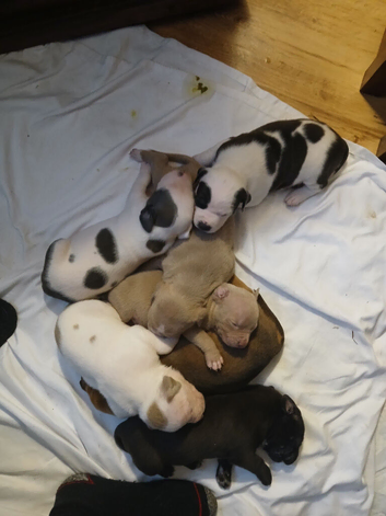 6 staffy cross pups