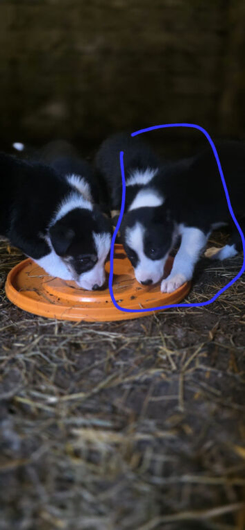 Border collie pups