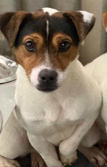 Jack Russell dog