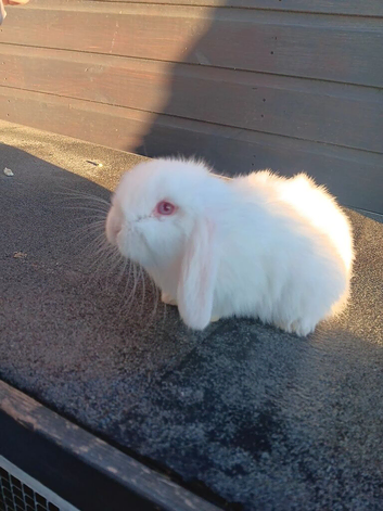 Mini lops