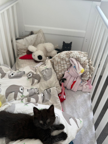 2 female kittens