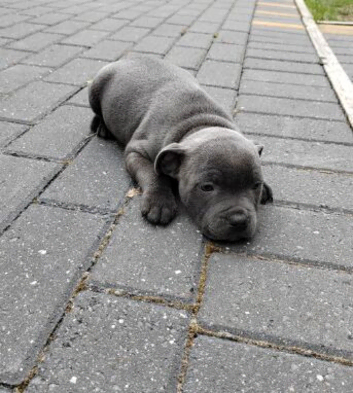STUNNING BLUE STAFFORDSHIRE BULL TERRIER PUPPIES READY FOR NEW HOMES