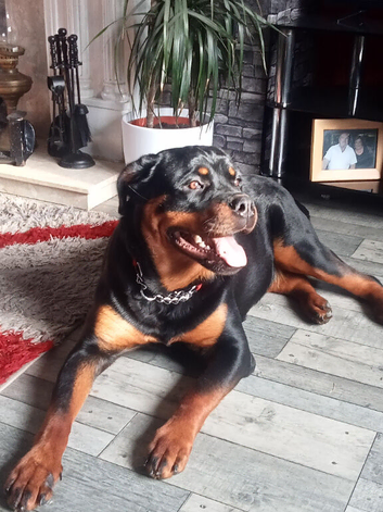 Rottweiler