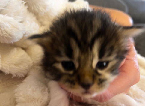 Only one male kitten left ready now