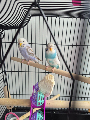 2 budgies