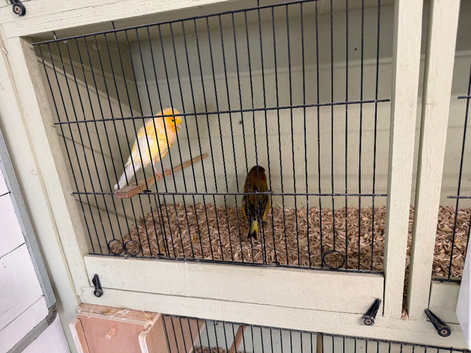 Yourkshire canary&rsquo;s