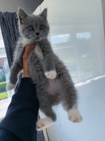 British shorthair kitten