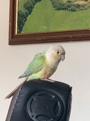 Breeding pair of friendly conures