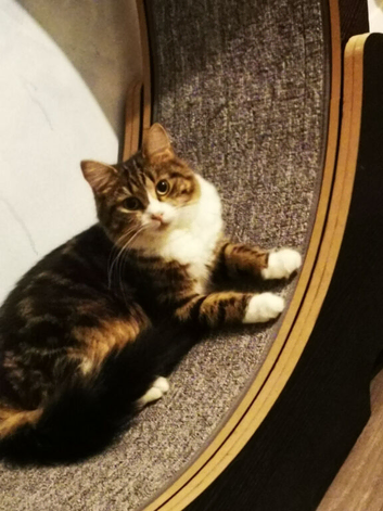 Female cat