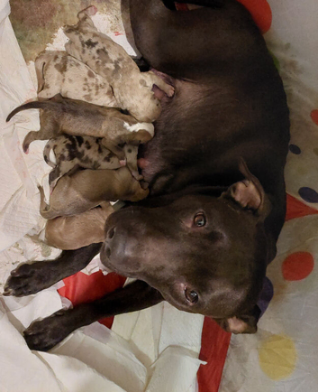 Puppies