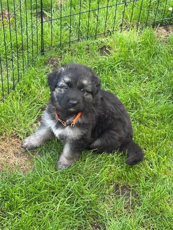 Long haired Chunky GSD puppies