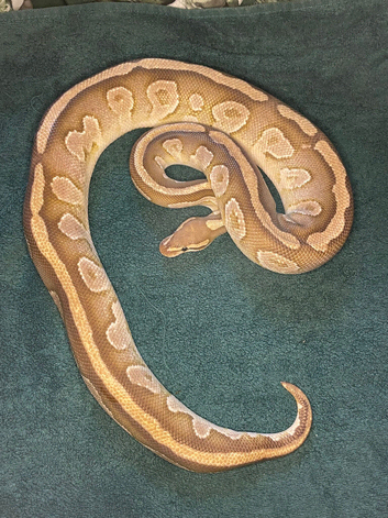 Ball pythons for new homes urgent