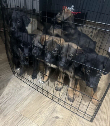 Puppies German Shepherd x Saluko x Dutch Harder